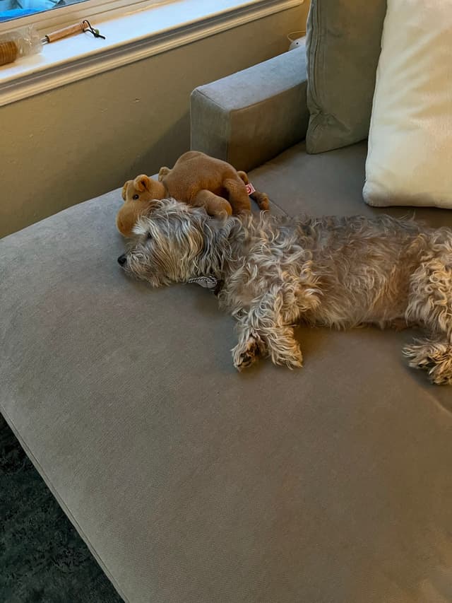 A small, fluffy dog is sleeping on a beige couch with a stuffed animal nearby