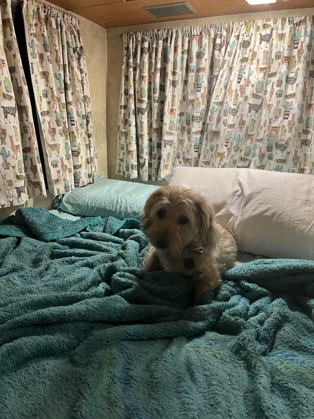 A small dog sits on a bed with teal bedding, surrounded by patterned curtains in a cozy room