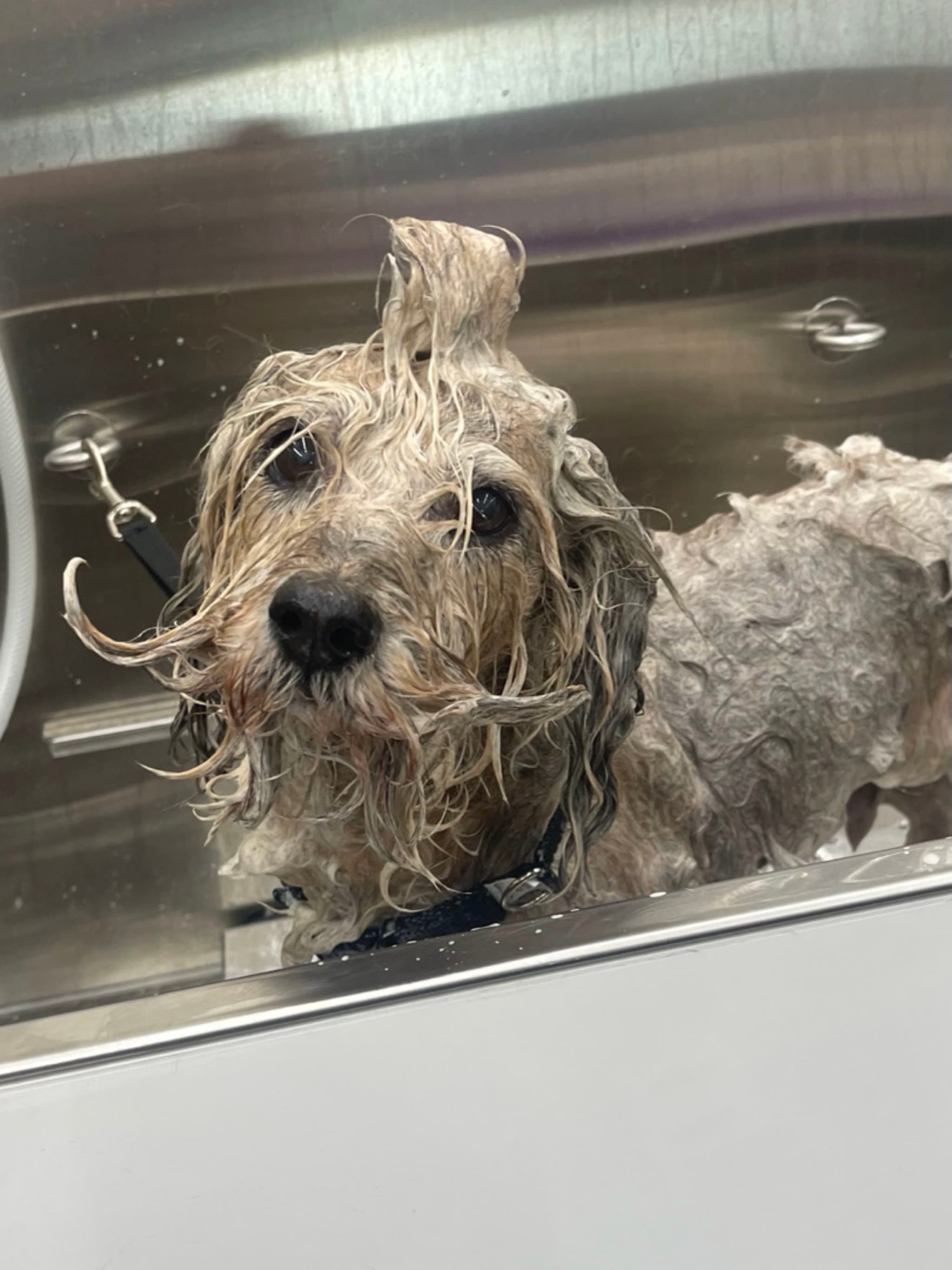 A wet dog in a bath with its fur slicked back, looking towards the camera