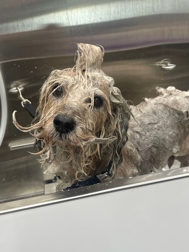 A wet dog in a bath with its fur slicked back, looking towards the camera