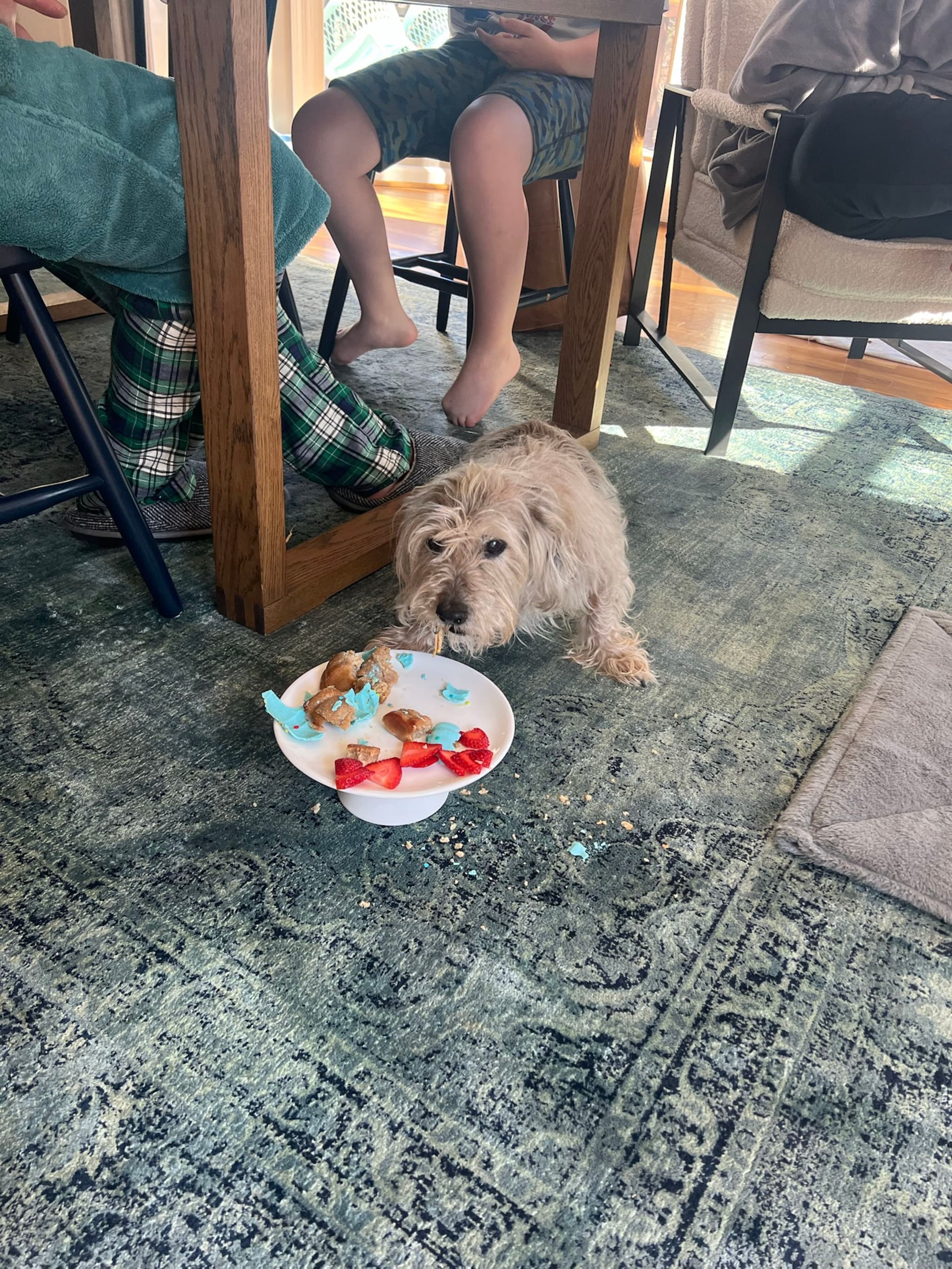 A small dog is lying on a patterned rug under a table, looking at a bowl of food with strawberries and other items