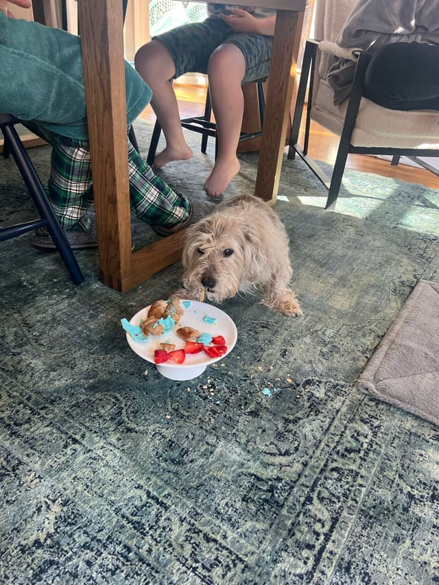 A small dog is lying on a patterned rug under a table, looking at a bowl of food with strawberries and other items