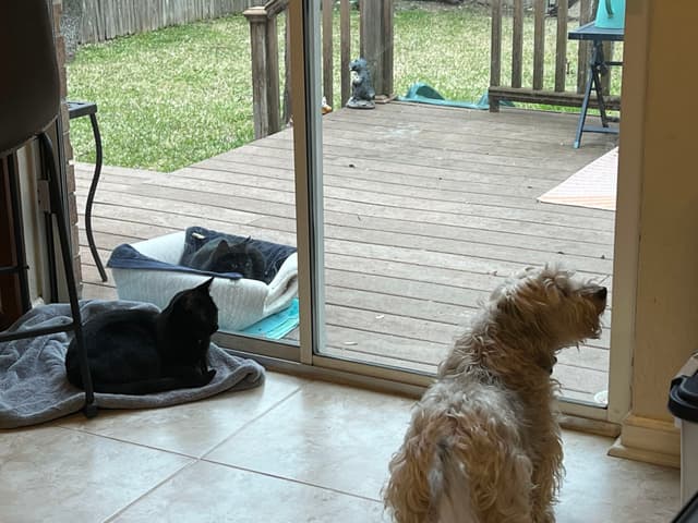 A dog and a black cat are indoors near a sliding glass door, looking outside. Another cat is visible on a deck outside