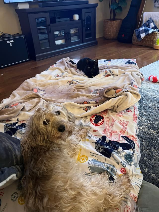 Two dogs are lying on a blanket in a living room. One dog is light-colored and looking at the camera, while the other is darker and resting. The room has a TV stand, a guitar case, and a basket in the background