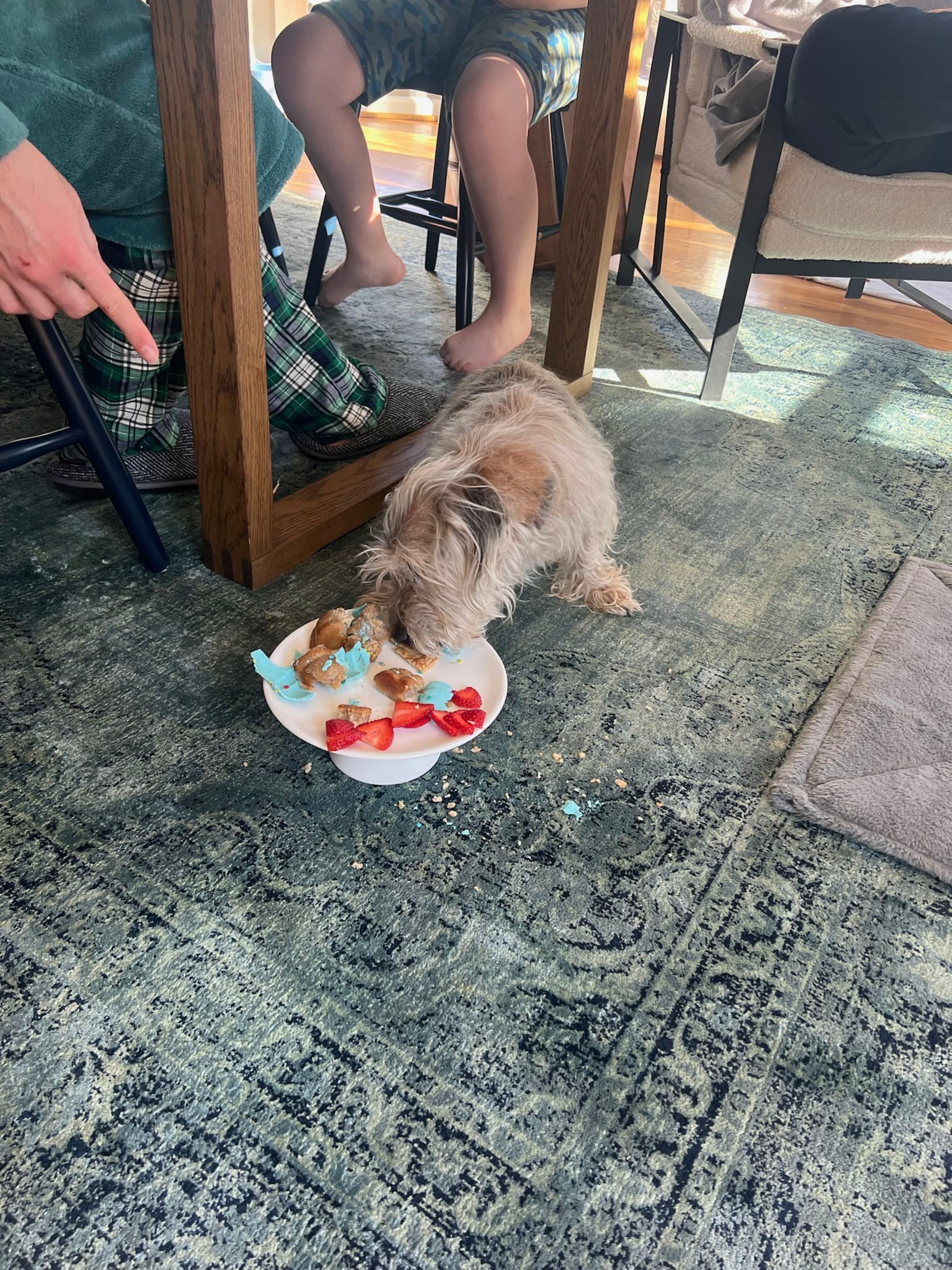 A small dog eating from a bowl on the floor, with a person sitting nearby and pointing at the dog