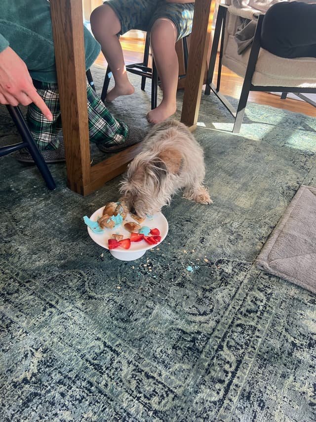 A small dog eating from a bowl on the floor, with a person sitting nearby and pointing at the dog