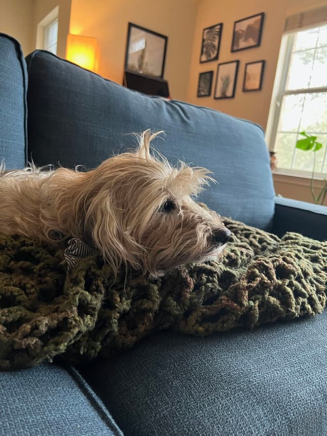 A small, fluffy dog rests on a knitted blanket on a blue couch in a cozy living room with framed pictures on the wall and a window letting in natural light