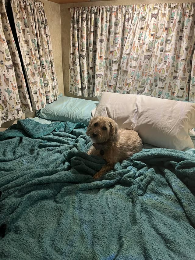 A small dog is lying on a bed with teal blankets and pillows, surrounded by patterned curtains
