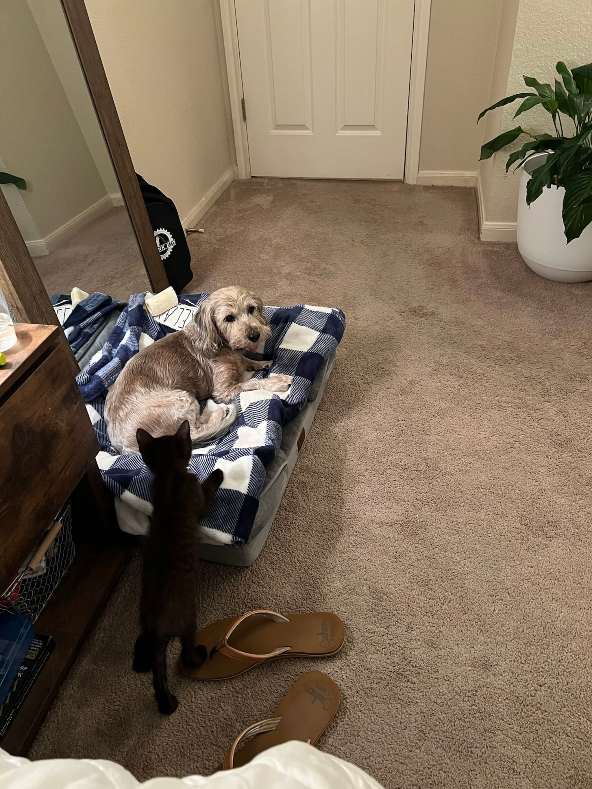 A dog is lying on a blue and white checkered bed in a carpeted room, with a cat approaching. A pair of sandals is on the floor, and a potted plant is in the corner
