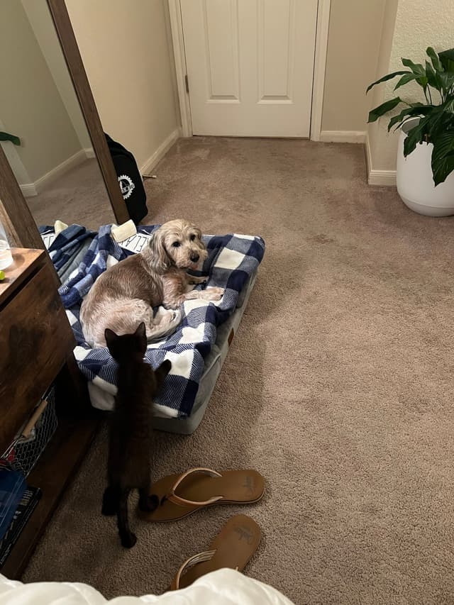 A dog is lying on a blue and white checkered bed in a carpeted room, with a cat approaching. A pair of sandals is on the floor, and a potted plant is in the corner