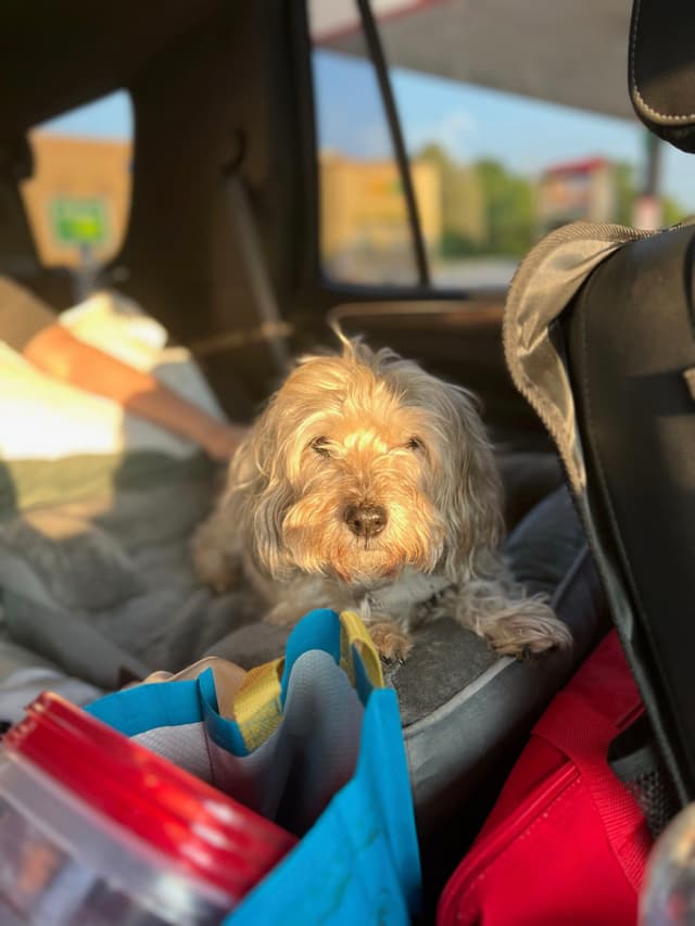 A small, fluffy dog sits on a car seat surrounded by bags, with sunlight streaming in through the window