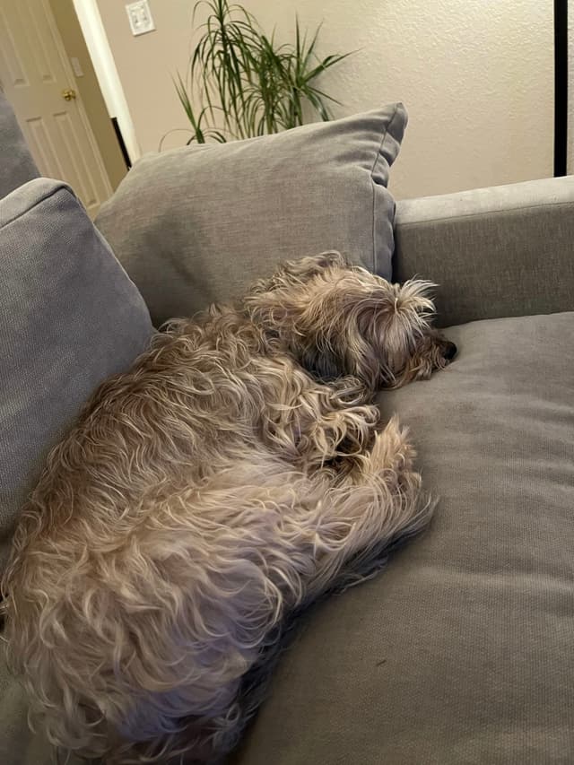 A small, fluffy dog sleeping on a gray couch with a plant in the background