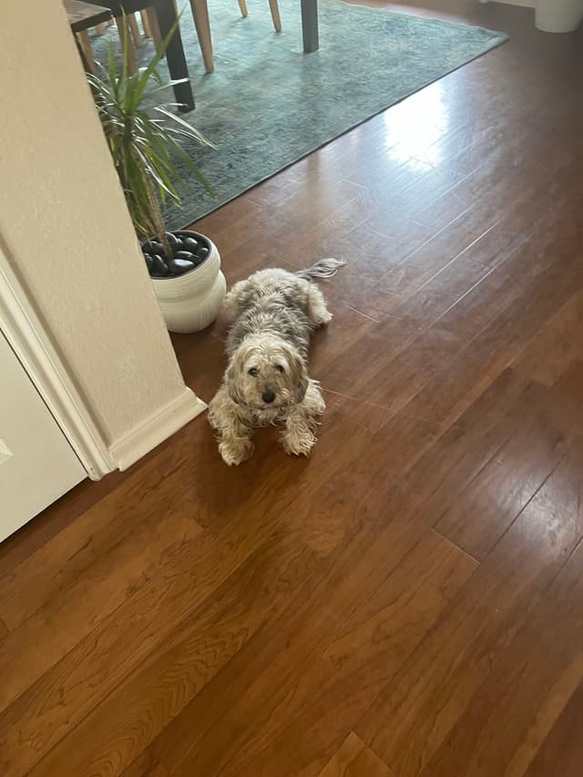 A small, fluffy dog lying on a wooden floor near a potted plant and a rug