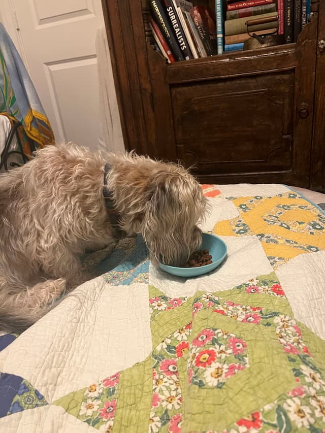 A shaggy dog eating from a blue bowl on a colorful quilted bedspread, with a wooden cabinet and books in the background