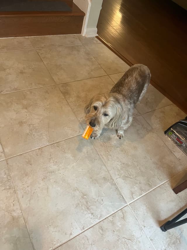 A small dog stands on a tiled floor holding an orange prescription bottle in its mouth