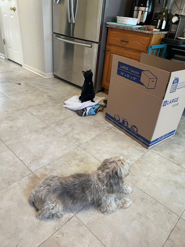 A dog lies on a tiled kitchen floor, while a black cat sits on a towel near a large cardboard box