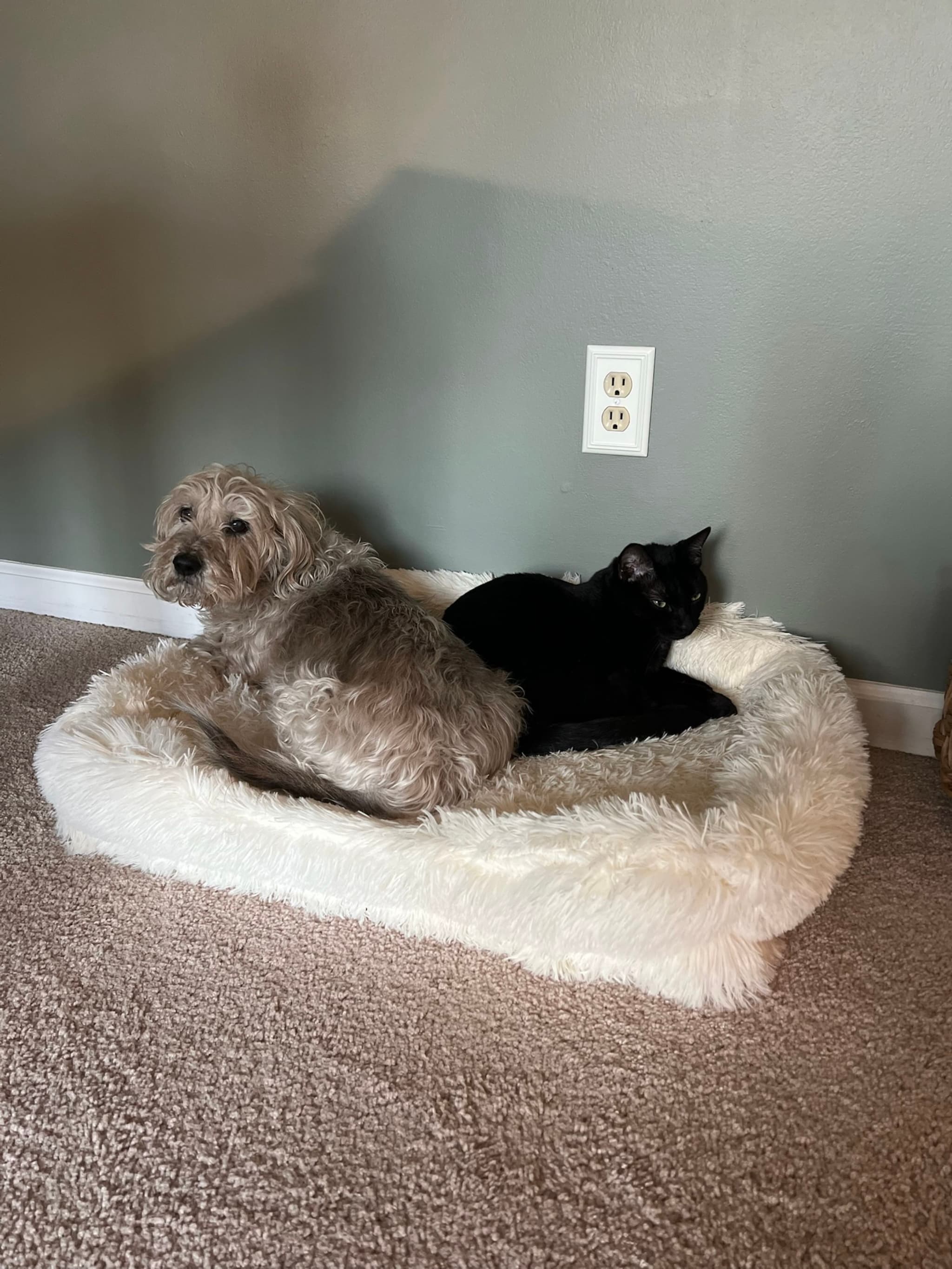 A dog and a cat are sharing a fluffy white pet bed on a carpeted floor against a gray wall