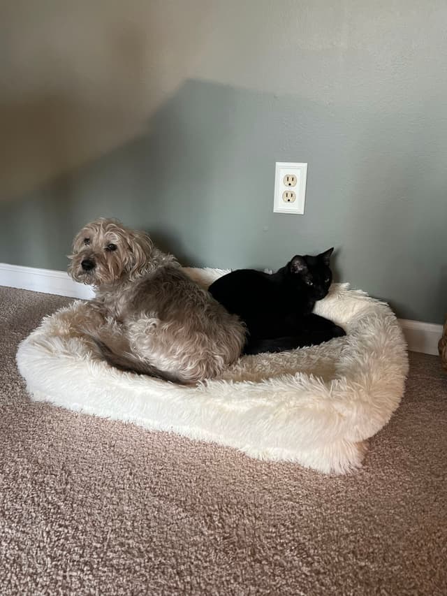 A dog and a cat are sharing a fluffy white pet bed on a carpeted floor against a gray wall