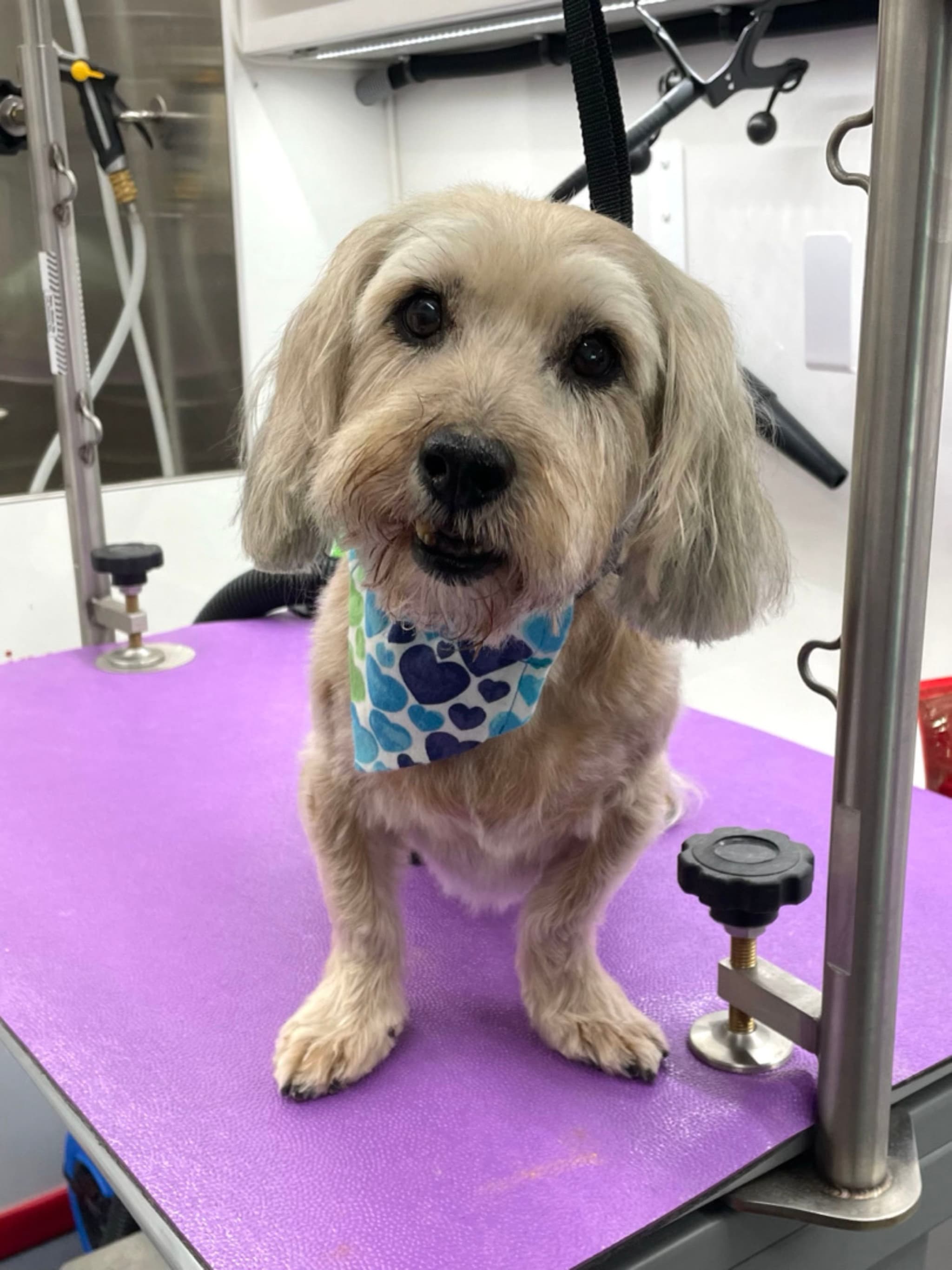 A small dog with a light-colored coat and a blue heart-patterned bandana sits on a purple grooming table