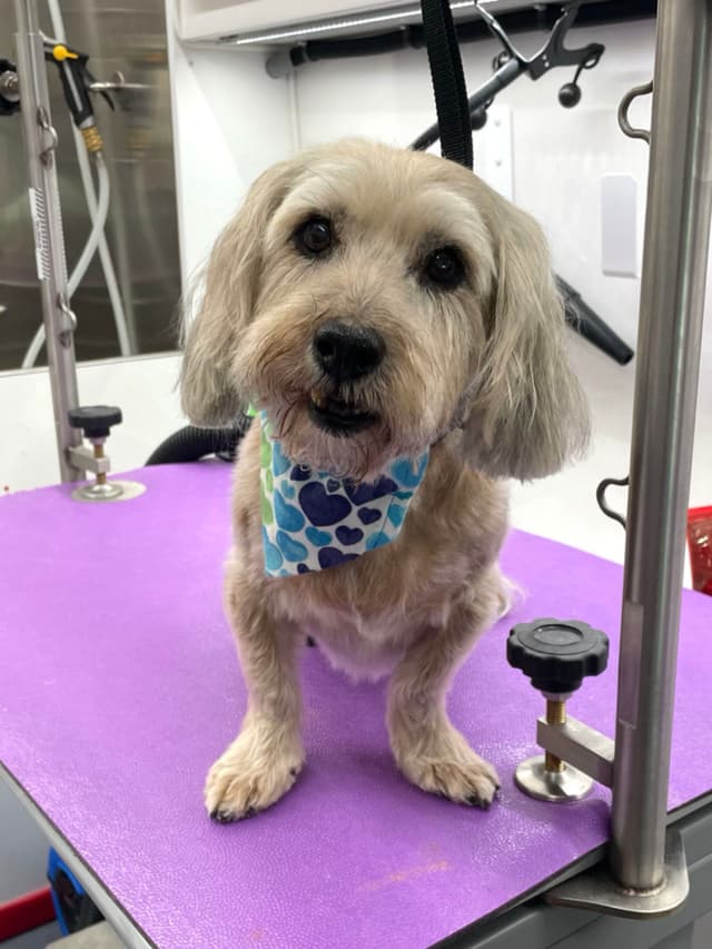 A small dog with a light-colored coat and a blue heart-patterned bandana sits on a purple grooming table