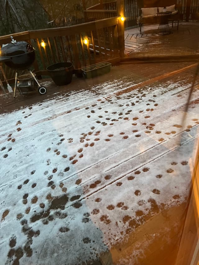A snowy deck with numerous animal footprints scattered across it, a barbecue grill, and a bench in the background