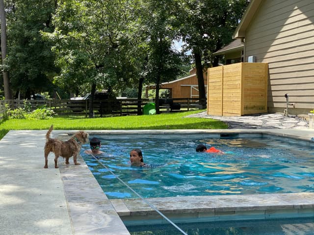 A backyard pool scene with three people swimming and a dog standing at the edge, surrounded by trees and a house