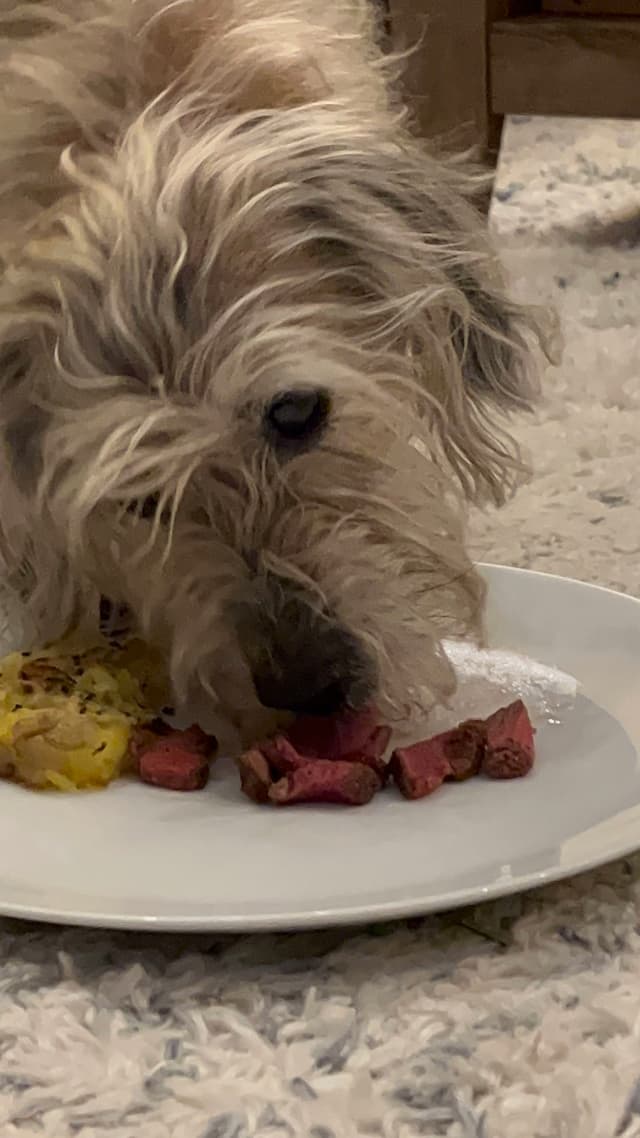 A shaggy dog eating pieces of meat and vegetables from a white plate on a carpeted floor