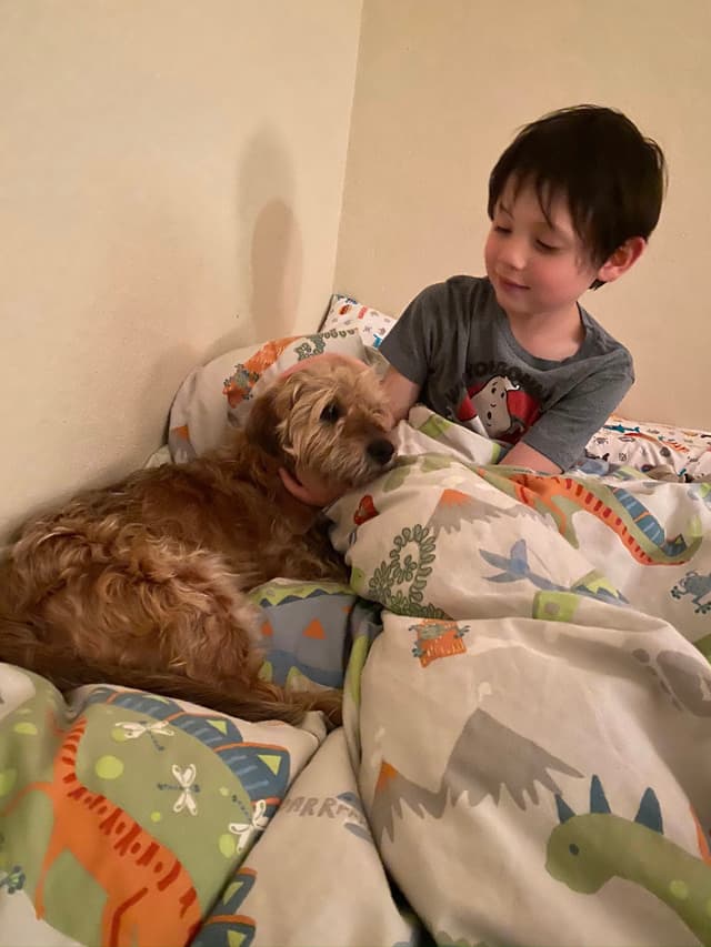 A young boy is sitting in bed with a small dog, both covered by a dinosaur-themed blanket