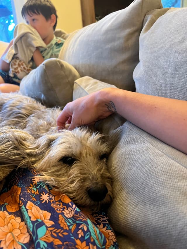 A dog resting its head on a person's lap, with a child sitting on a couch in the background