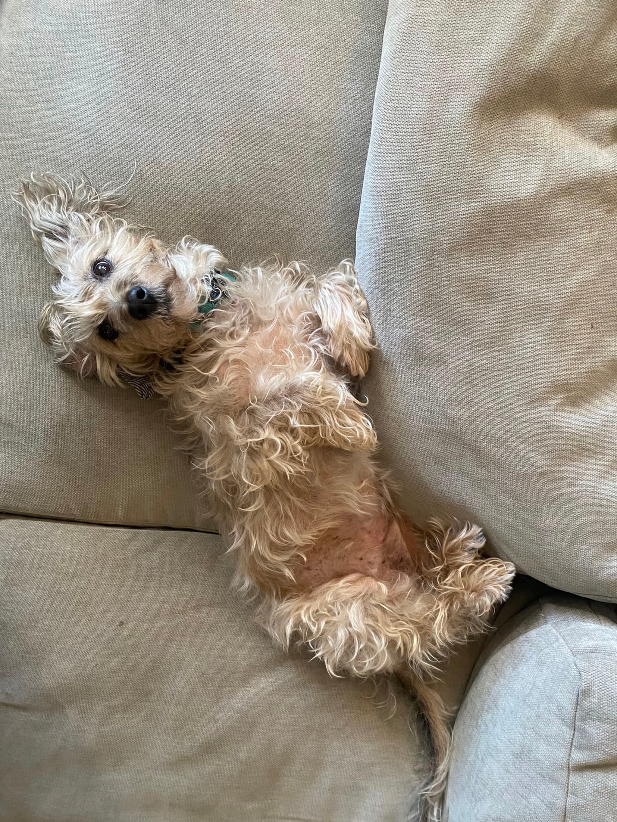 A small, fluffy dog lying on its back on a beige couch, looking up with its paws in the air