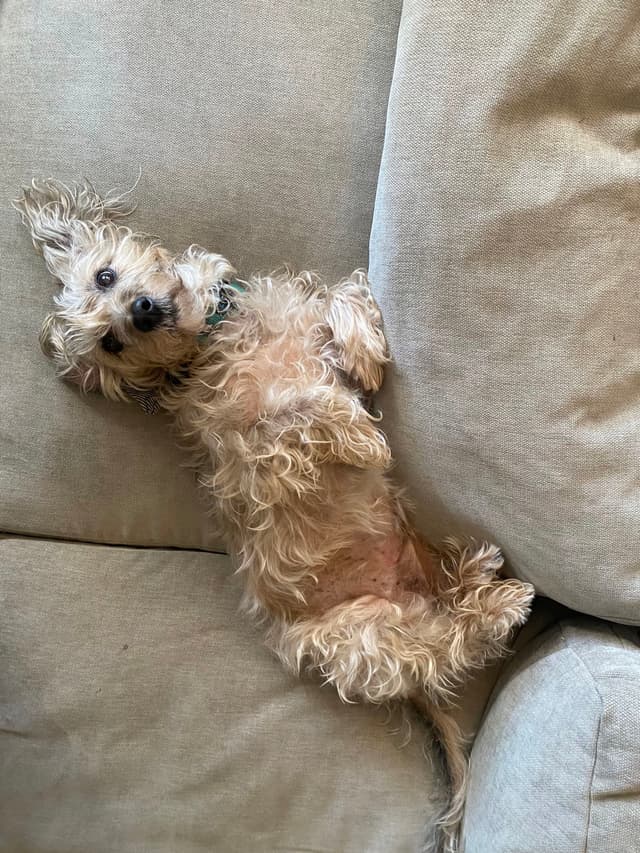 A small, fluffy dog lying on its back on a beige couch, looking up with its paws in the air