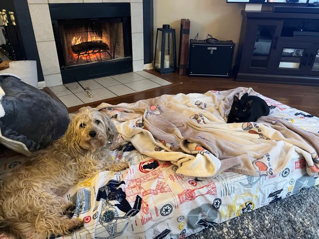 Two dogs lying on a blanket-covered mattress in front of a lit fireplace, creating a cozy indoor setting