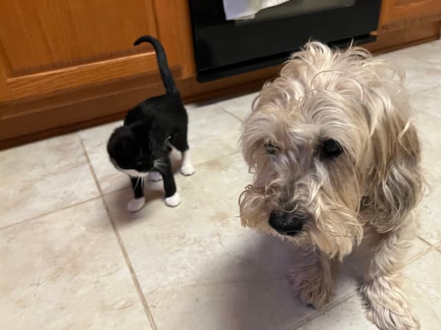 A small black and white kitten and a shaggy dog are on a tiled kitchen floor, with wooden cabinets and an oven in the background