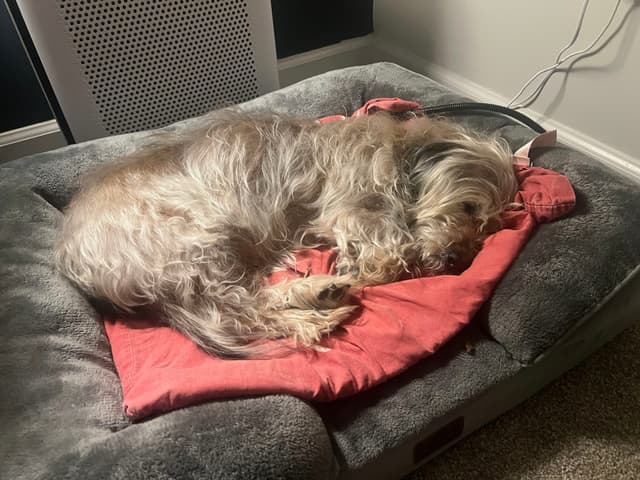 A fluffy dog sleeping on a gray pet bed with a red blanket