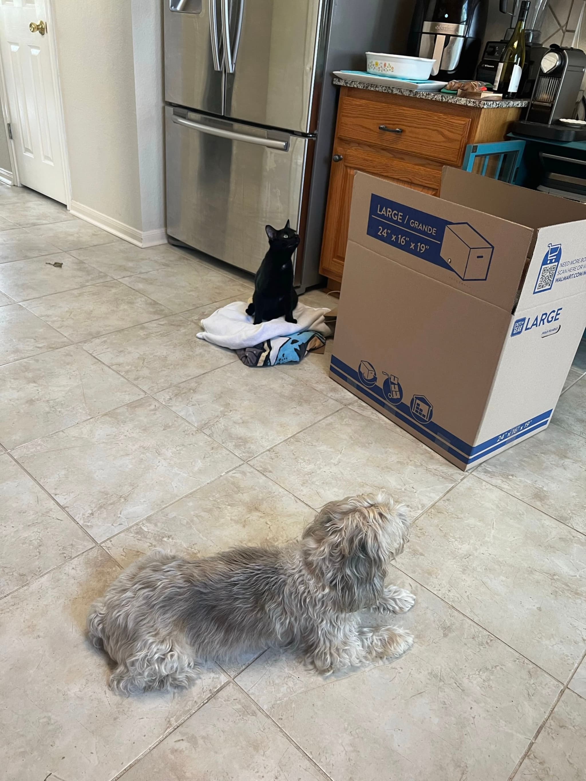 A small dog lies on a tiled kitchen floor, while a black cat sits on a towel near a cardboard box