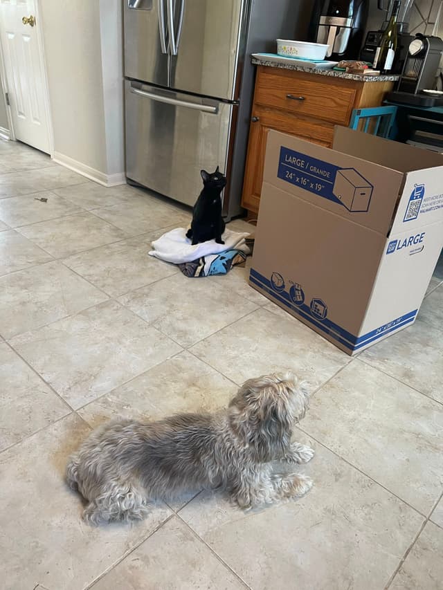 A small dog lies on a tiled kitchen floor, while a black cat sits on a towel near a cardboard box