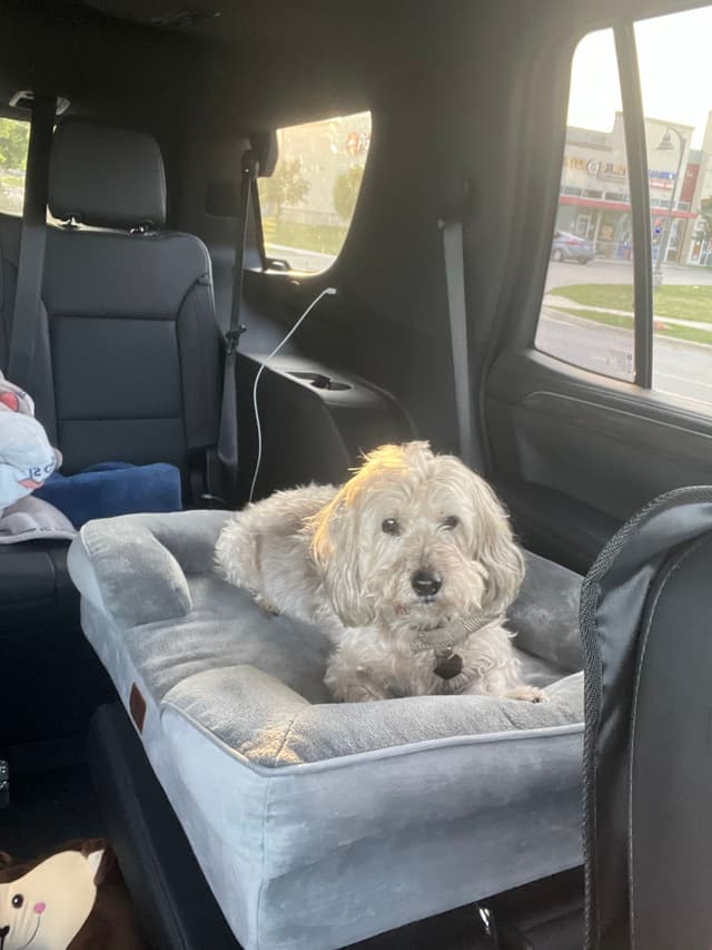 A small dog is sitting on a plush bed in the backseat of a car
