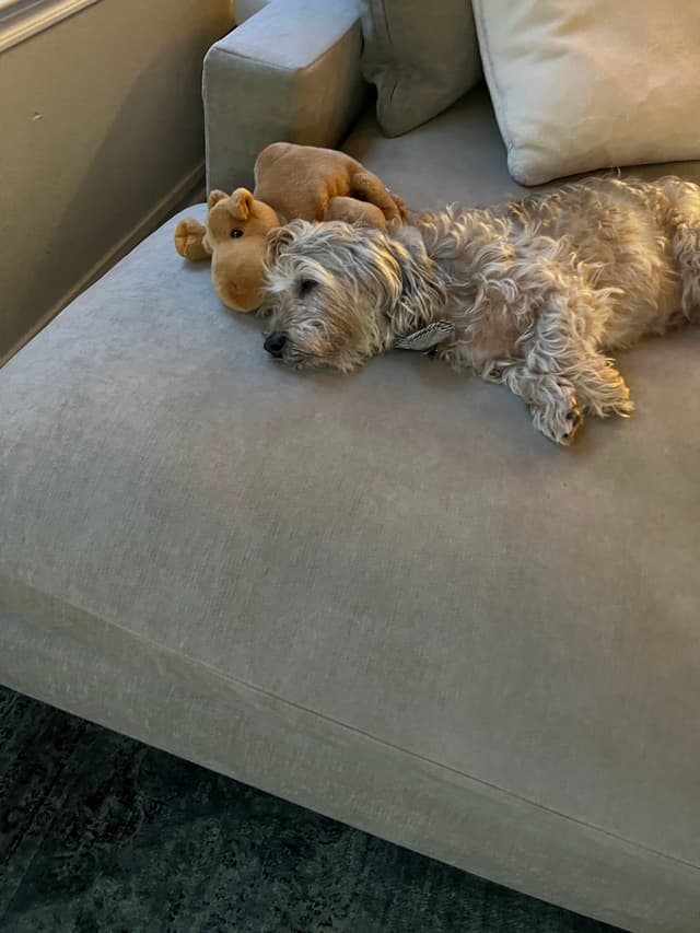 A small, fluffy dog is sleeping on a beige couch next to a stuffed animal
