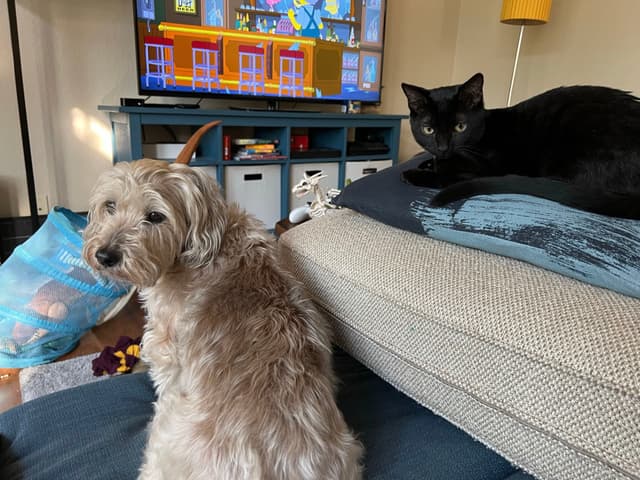 A small dog and a black cat are indoors, with the dog sitting on the floor and the cat lounging on a couch. A television is on in the background