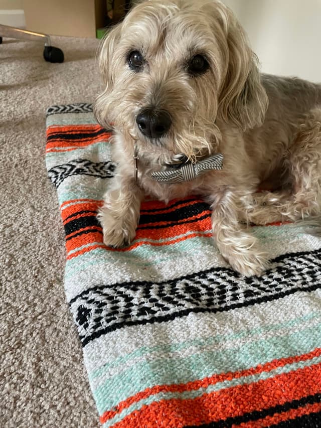 A small, fluffy dog lying on a colorful, patterned blanket on a carpeted floor
