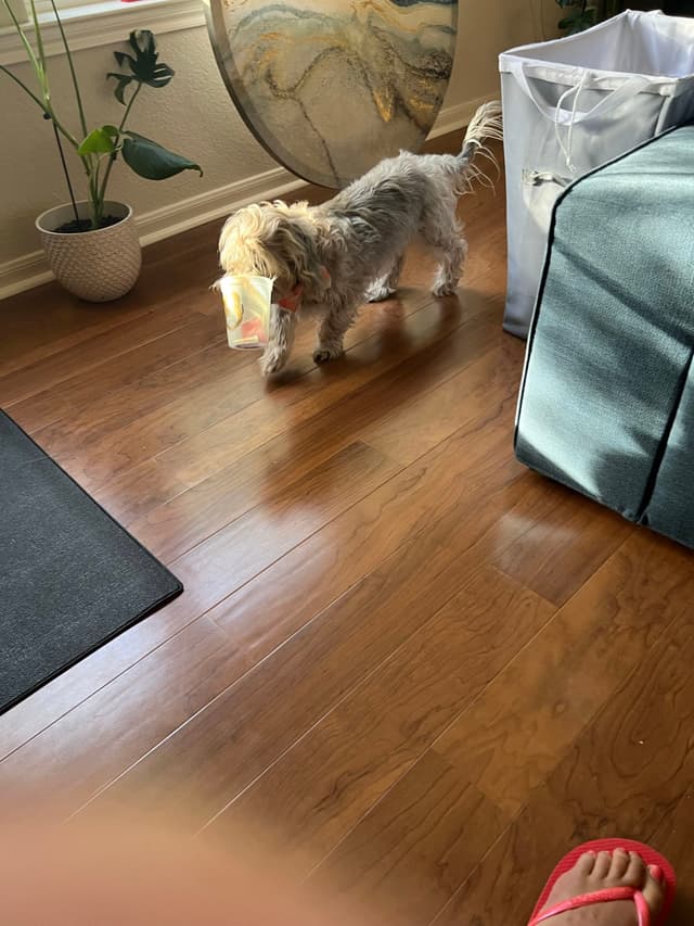 A small dog carries a plastic cup in its mouth while walking on a wooden floor. Nearby are a potted plant, a large decorative object, and a blue piece of furniture. A person's foot in a red sandal is partially visible