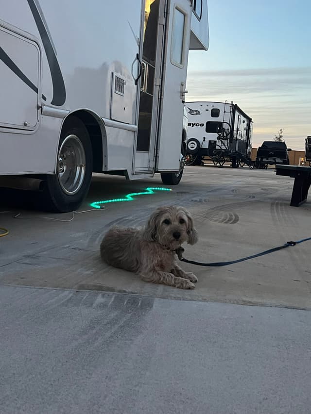 A small dog lies on the ground next to a parked RV, with other RVs visible in the background