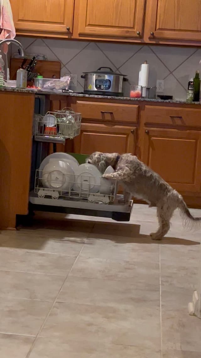 A small dog is standing on its hind legs, reaching into an open dishwasher in a kitchen with wooden cabinets and tiled flooring