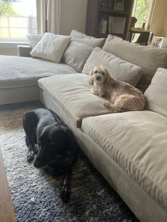 Two dogs are relaxing in a living room; one is lying on a couch, and the other is resting on the floor beside it