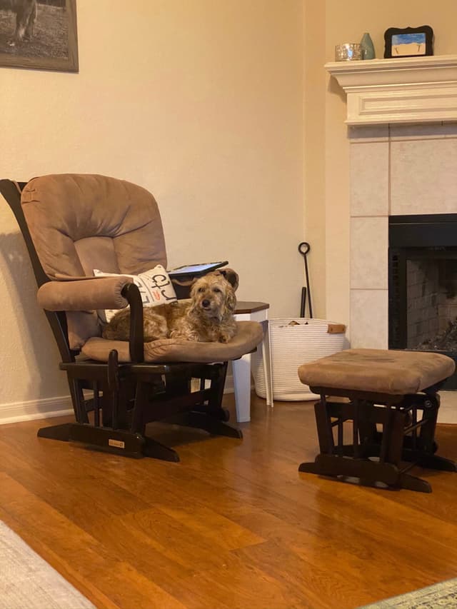 A small dog is lying on a cushioned chair in a cozy living room with wooden floors, next to a fireplace and a matching footstool