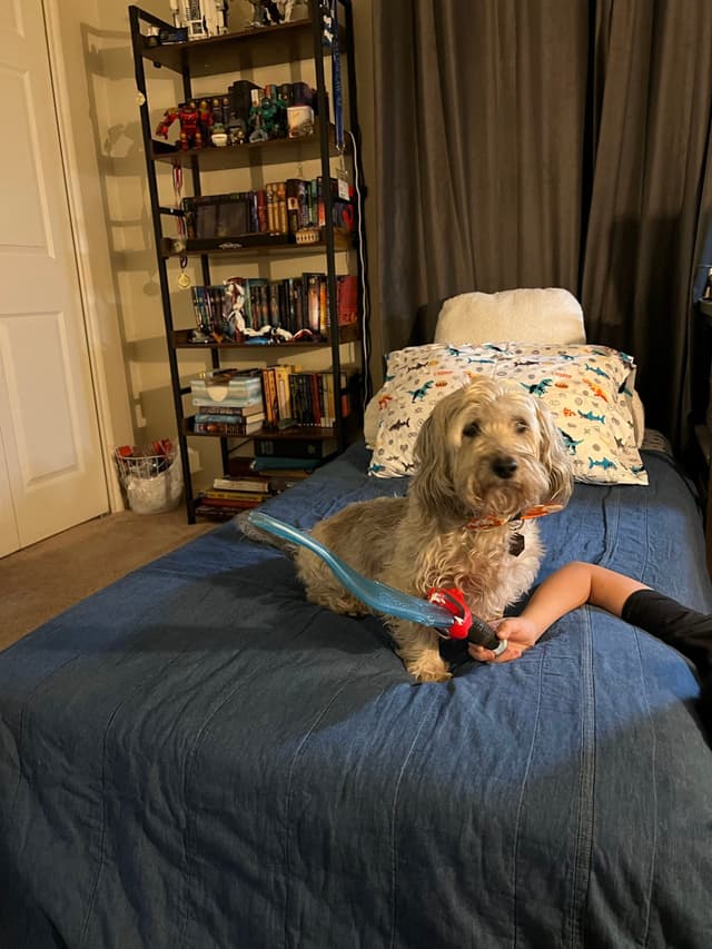 A fluffy dog sits on a bed holding a blue toy in its mouth, with a person's arm visible. A bookshelf filled with books and items is in the background