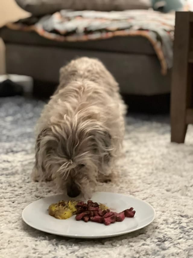 A small, fluffy dog eating from a white plate on a carpeted floor, with a couch in the background