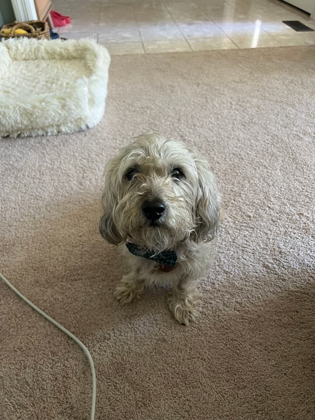 A small, fluffy dog with a curly coat sits on a carpeted floor, looking up. A dog bed is visible in the background