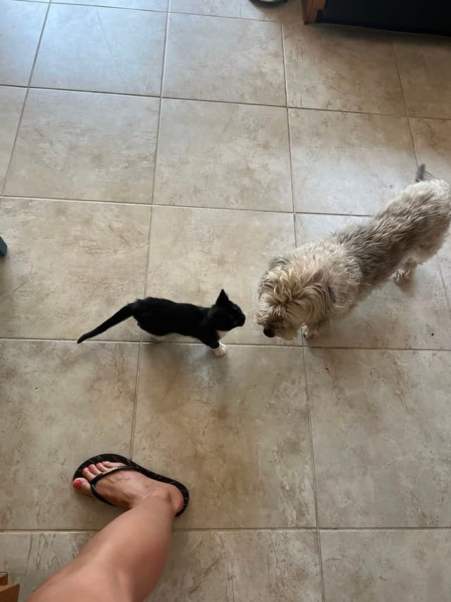 A small black kitten and a fluffy dog are facing each other on a tiled floor, with a person's leg and foot in a sandal visible in the foreground