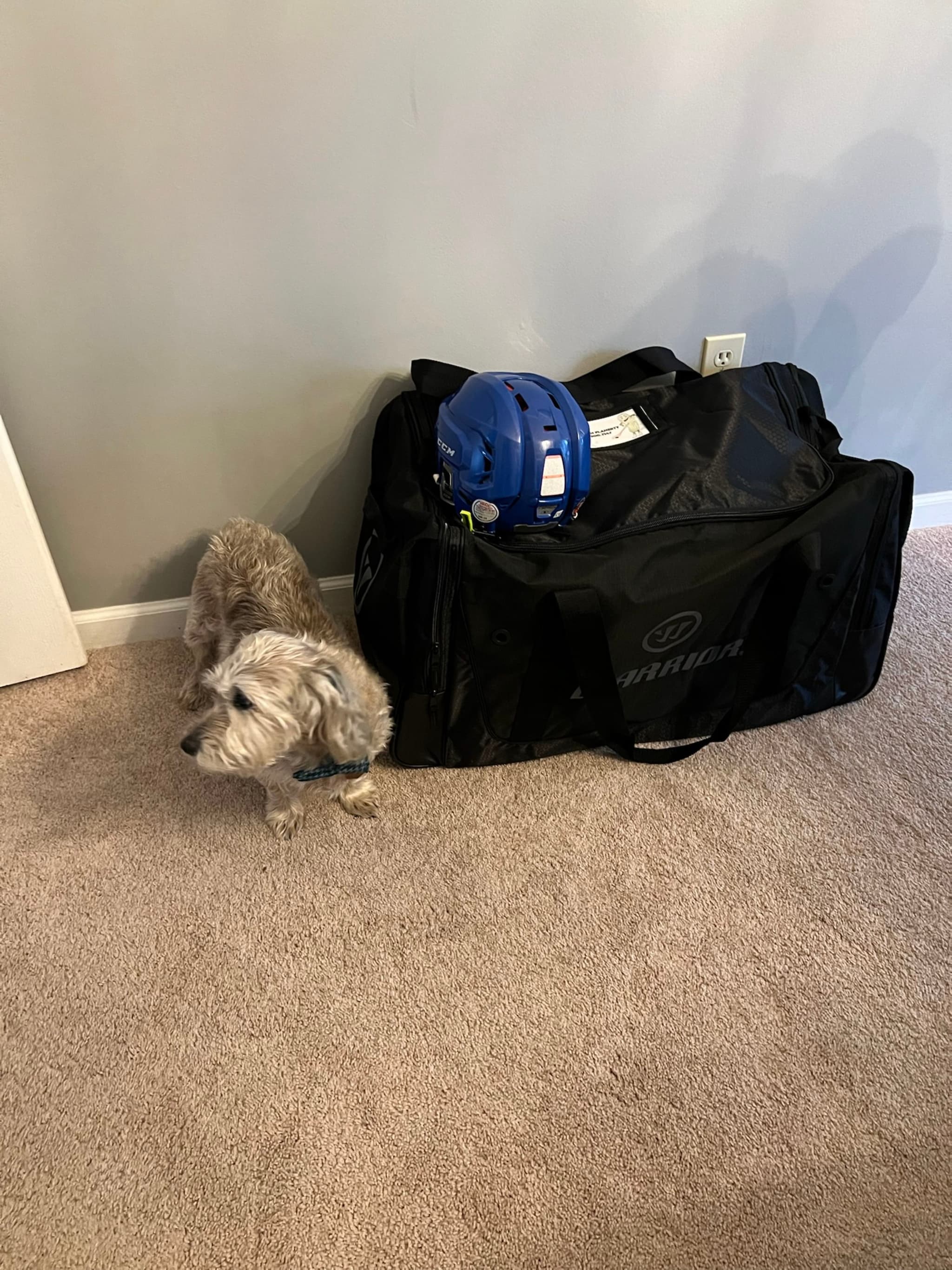 A small dog stands next to a large black sports bag with a blue helmet on top, placed on a carpeted floor against a light-colored wall